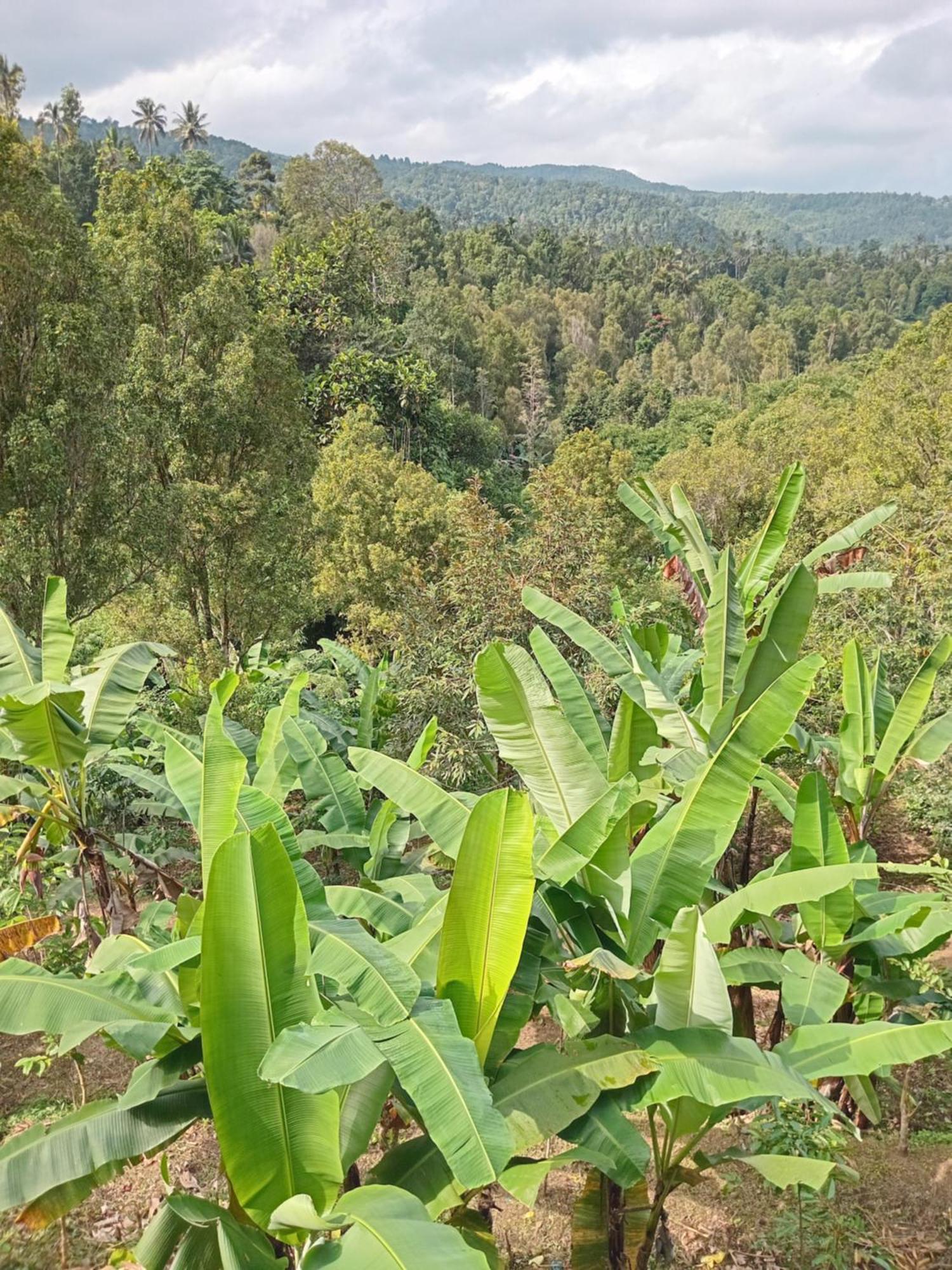 Kanaya Homestay & Warung Heaven Munduk Eksteriør billede